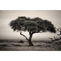 Karina Zampini - We Used to Play Under That Tree