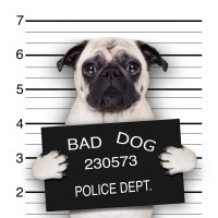 Pitou - Bad Dog III