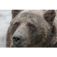Bear - Tough day