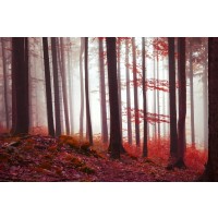 Brian Kurts - Fall Sunrise In Forest III