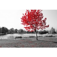 Karina Zampini - Lone Tree in Red