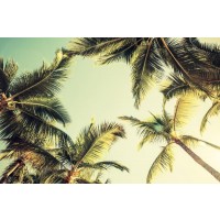 Tropical palm trees