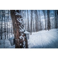 Romeo Delogu - Calm Winter Forest II