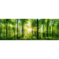 Wild Forest Panorama