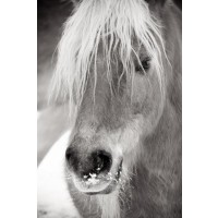 Horse - Frosty Party