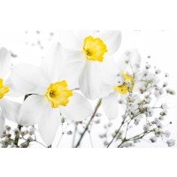 Bouquet of White and Yellow Narcissus