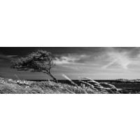 Melisende Perrin - Spring Forest - The Wind Wants Us To Stay