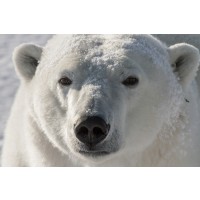 Polar Bear - Good Morning