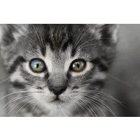Cat - Is Watching You