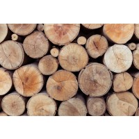 Wood Pile