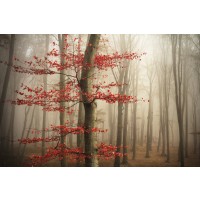 Romeo Delogu - Foggy Fall Sunrise In Forest