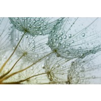 Torhild Adrijana - Dandelion Lace