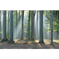 Mythical Forest
