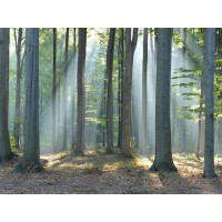 Mythical Forest