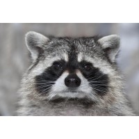 Racoon - It Wasn't Me