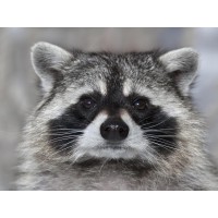 Racoon - It Wasn't Me