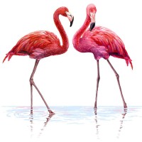 Flamingo love