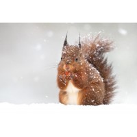Squirrel - Snacking In Light Snow Fall