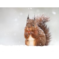 Squirrel - Snacking In Light Snow Fall