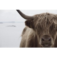 Cow - Irish Mate