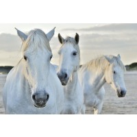 Horses - Rest Time