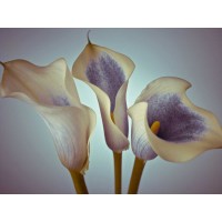 Assaf Frank - Close-up of three white Calla Lilies, Studio Shot