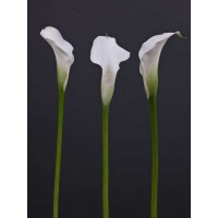 Assaf Frank - Three Calla Lily flowers