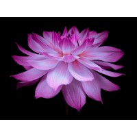 Assaf Frank - Dahlia Flower