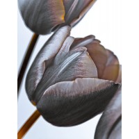 Assaf Frank - Tulip flowers on white background