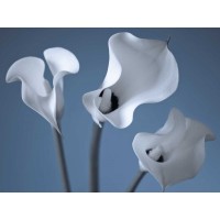 Assaf Frank - Three Calla Lilies