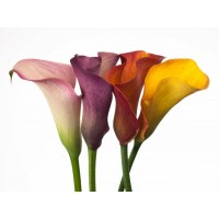 Assaf Frank - Four calla lilies