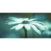 Assaf Frank - Daisy Flower