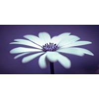 Assaf Frank - Daisy Flower