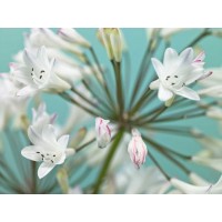 Assaf Frank - African Lily