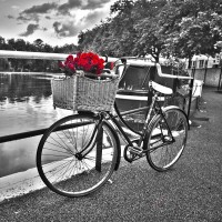 Assaf Frank - Bicycles with flowers