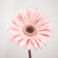 Assaf Frank - Gerbera Flower - FTBR-1926