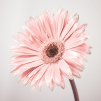 Assaf Frank - Gerbera Flower - FTBR-1927