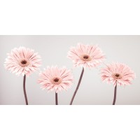 Assaf Frank - Four Gerberas, FTBR-1885