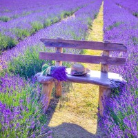 Assaf Frank - Bench in Lavender field