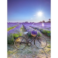 Assaf Frank - Bicycle with flowers in a Lavender field