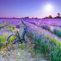 Assaf Frank - Bicycle with flowers in a Lavender field