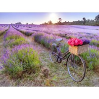 Assaf Frank - Bicycle with flowers in a Lavender field
