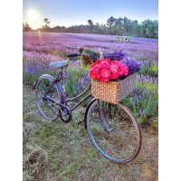 Assaf Frank - Bicycle with flowers in a Lavender field