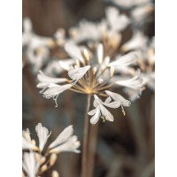 Assaf Frank - African Lilies