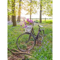 Assaf Frank - Bicycle in spring forest with bunch of flowers
