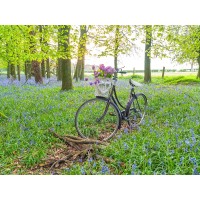 Assaf Frank - Bicycle in spring forest with bunch of flowers