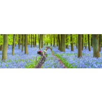 Assaf Frank - Bicycle in spring forest