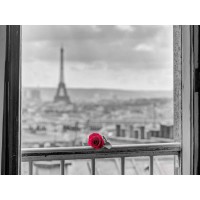 Assaf Frank - Rose on balcony railing with Eiffel Tower in background, Paris, France
