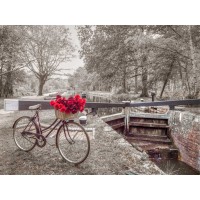 Assaf Frank - Bicycle with bunch of white roses by the canal