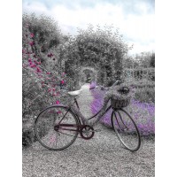 Assaf Frank - Bicycle on a garden path